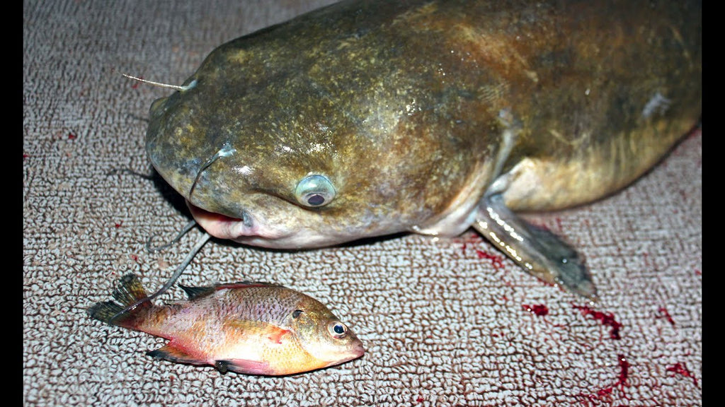 This video explains everything you need to know about fishing for catfish with bluegill and how to catch catfish with bluegill