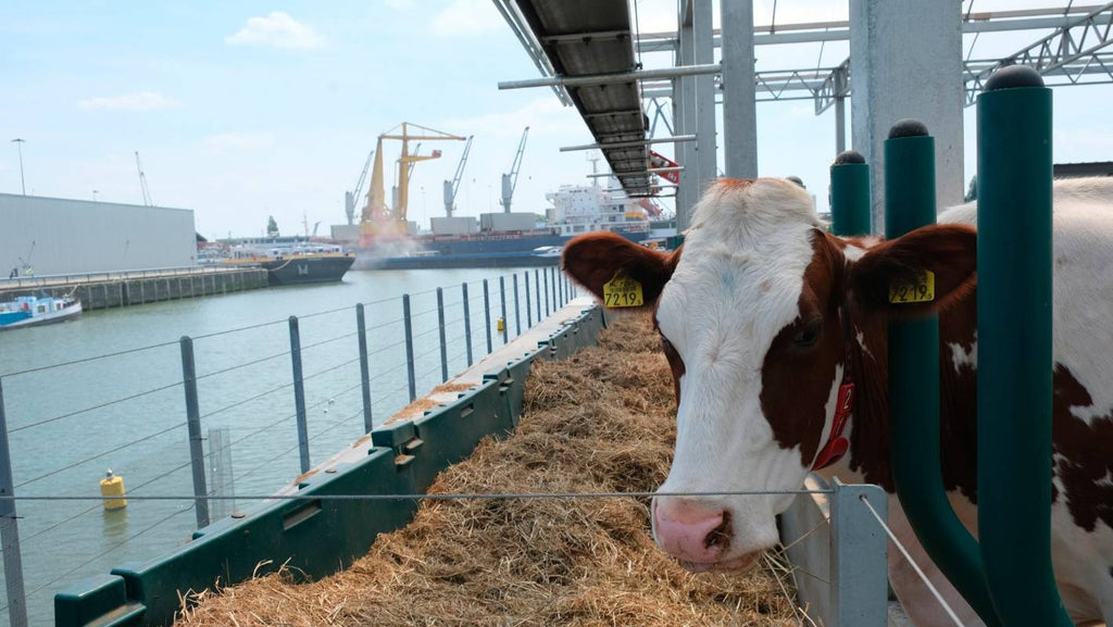 Floating dairy farm moored in Dutch harbour brings the cows to consumers
